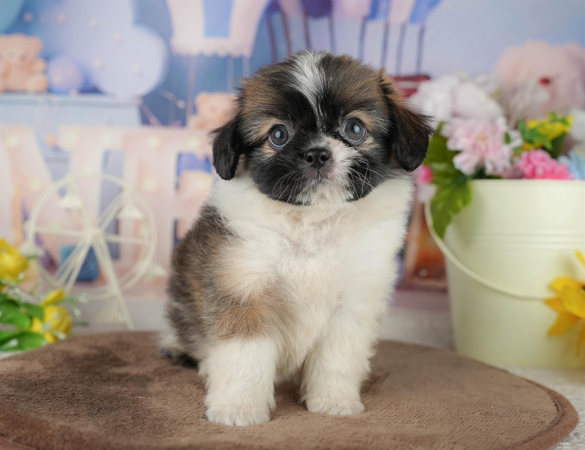 チーズー | 男の子 | ゴールド＆ホワイト | 2026年1月30日