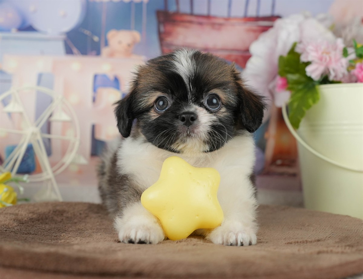 チーズー | 男の子 | ゴールド&ホワイト | 2026年1月30日