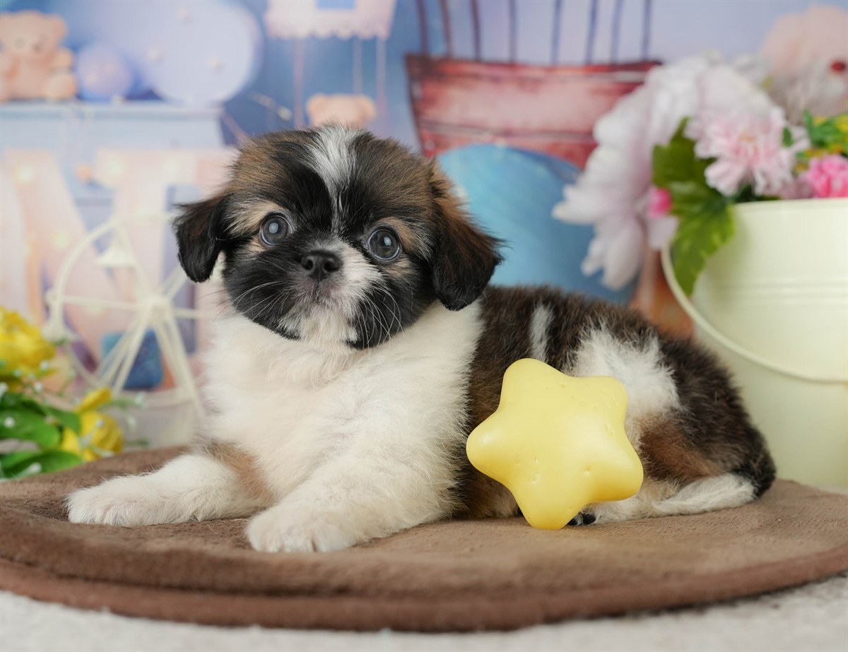 チーズー | 男の子 | ゴールド&ホワイト | 2026年1月30日