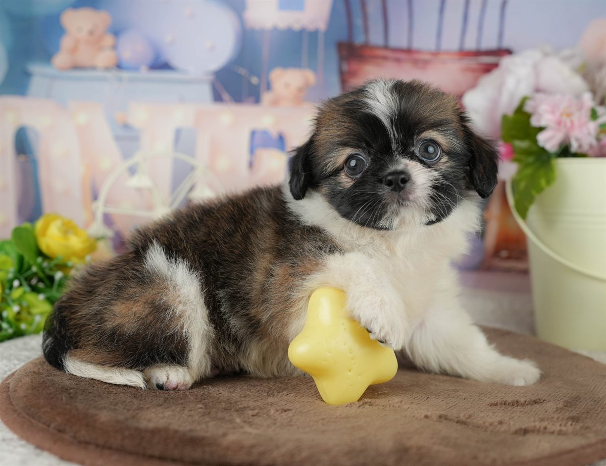 チーズー | 男の子 | ゴールド&ホワイト | 2026年1月30日