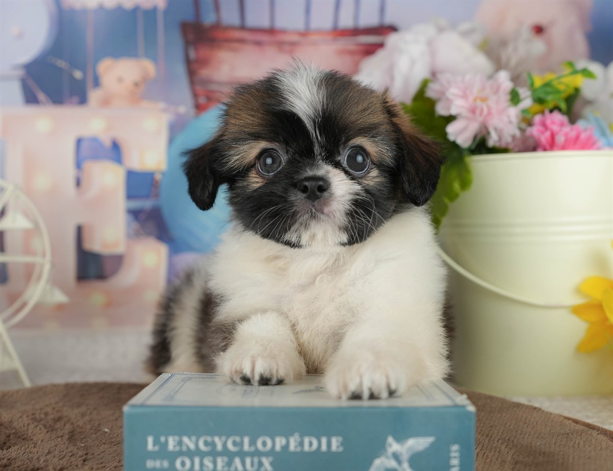 チーズー | 男の子 | ゴールド&ホワイト | 2026年1月30日