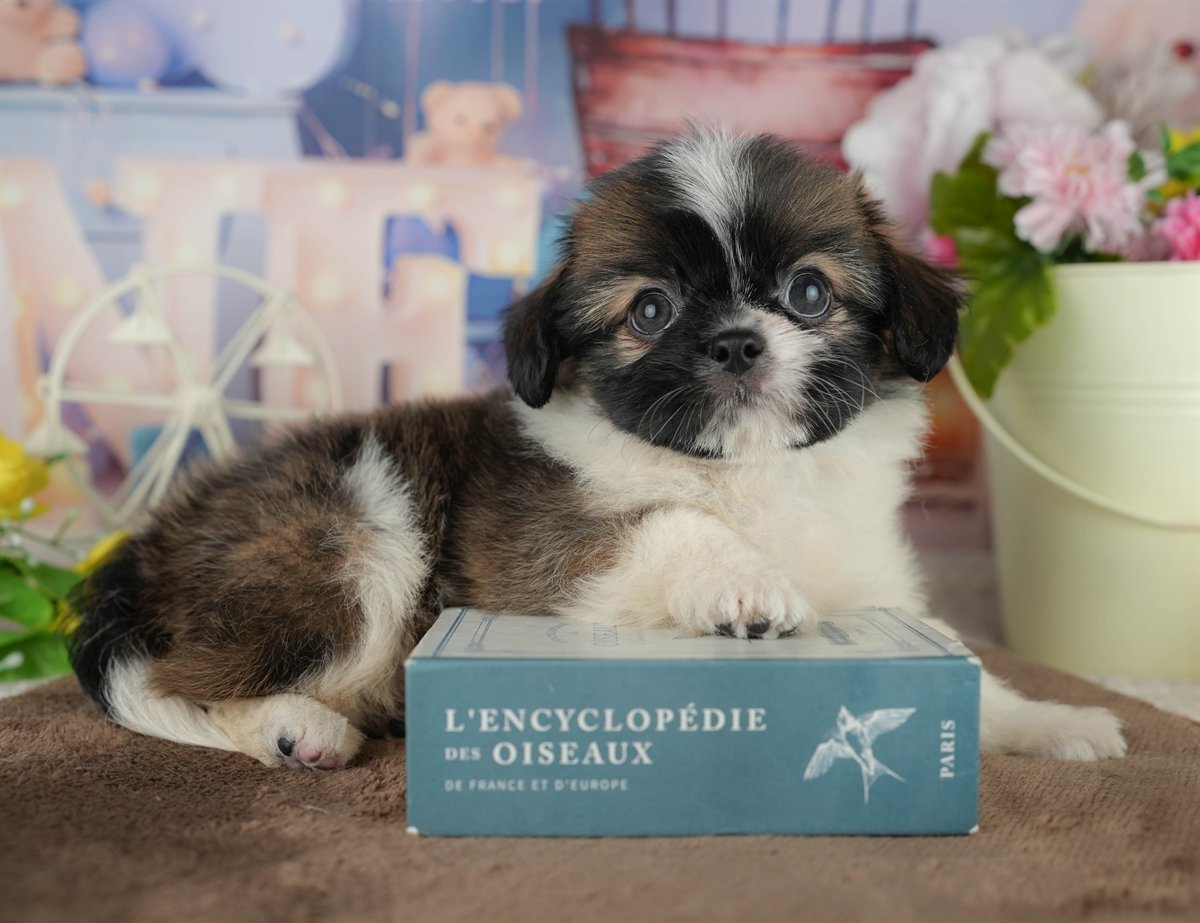 チーズー | 男の子 | ゴールド&ホワイト | 2026年1月30日