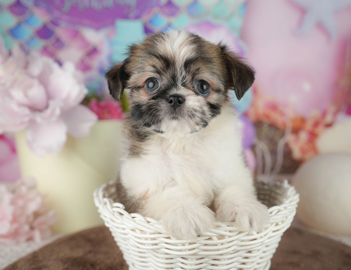 チーズー | 女の子 | ゴールド＆ホワイト | 2026年1月30日