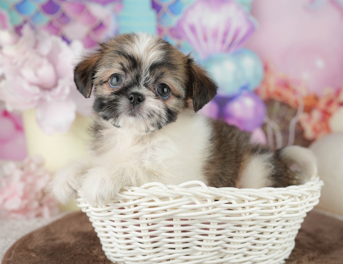 チーズー | 女の子 | ゴールド＆ホワイト | 2026年1月30日