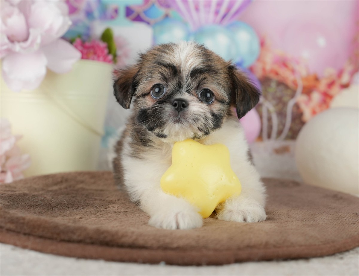 チーズー | 女の子 | ゴールド＆ホワイト | 2026年1月30日