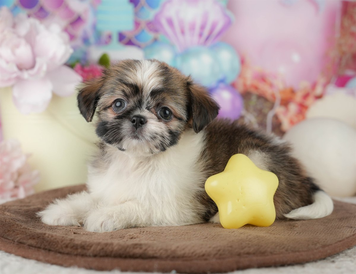 チーズー | 女の子 | ゴールド＆ホワイト | 2026年1月30日