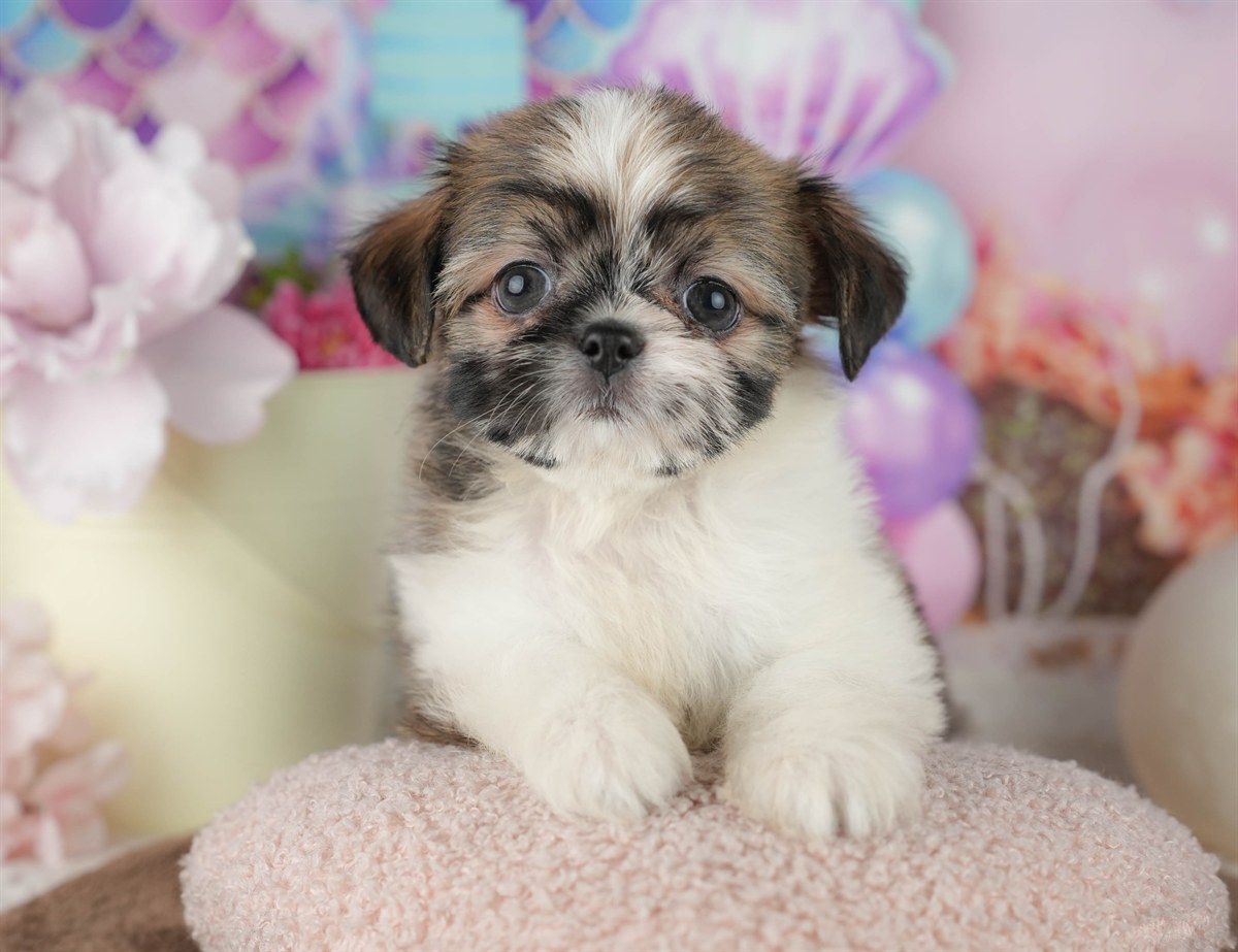 チーズー | 女の子 | ゴールド＆ホワイト | 2026年1月30日