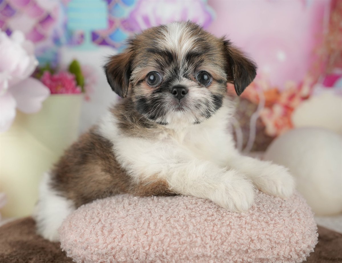 チーズー | 女の子 | ゴールド＆ホワイト | 2026年1月30日