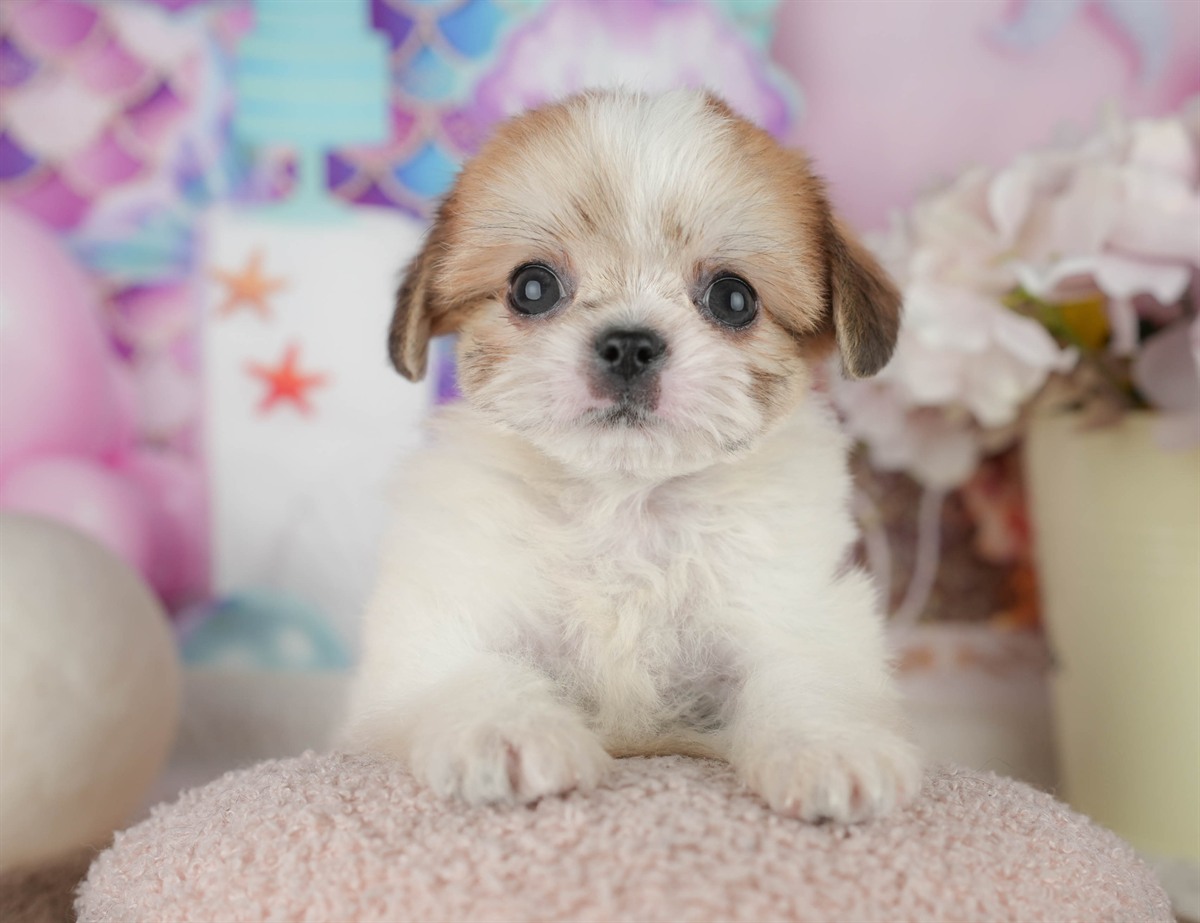 チーズー | 男の子 | ホワイト＆ゴールド | 2026年1月30日