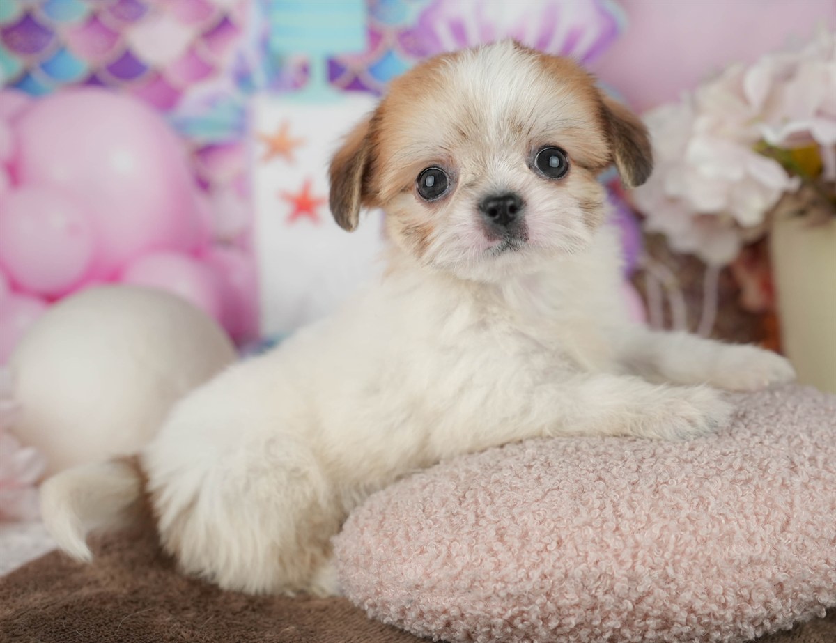 チーズー | 男の子 | ホワイト&ゴールド | 2026年1月30日