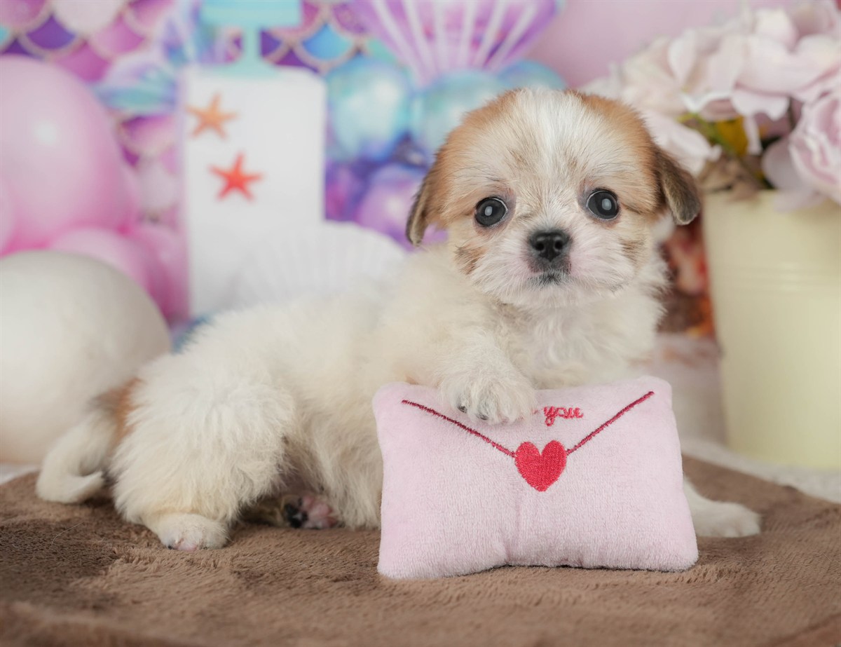 チーズー | 男の子 | ホワイト&ゴールド | 2026年1月30日