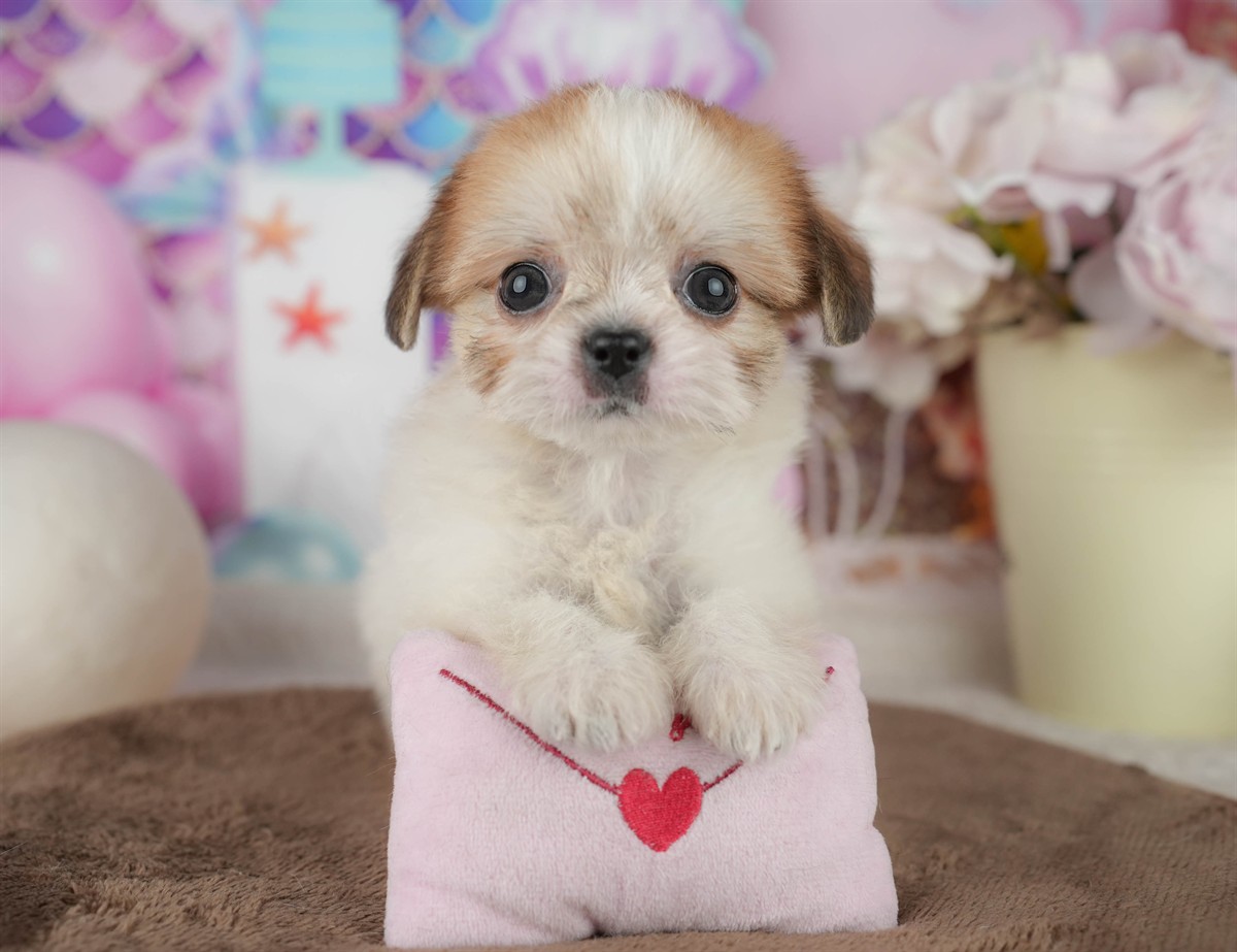 チーズー | 男の子 | ホワイト&ゴールド | 2026年1月30日