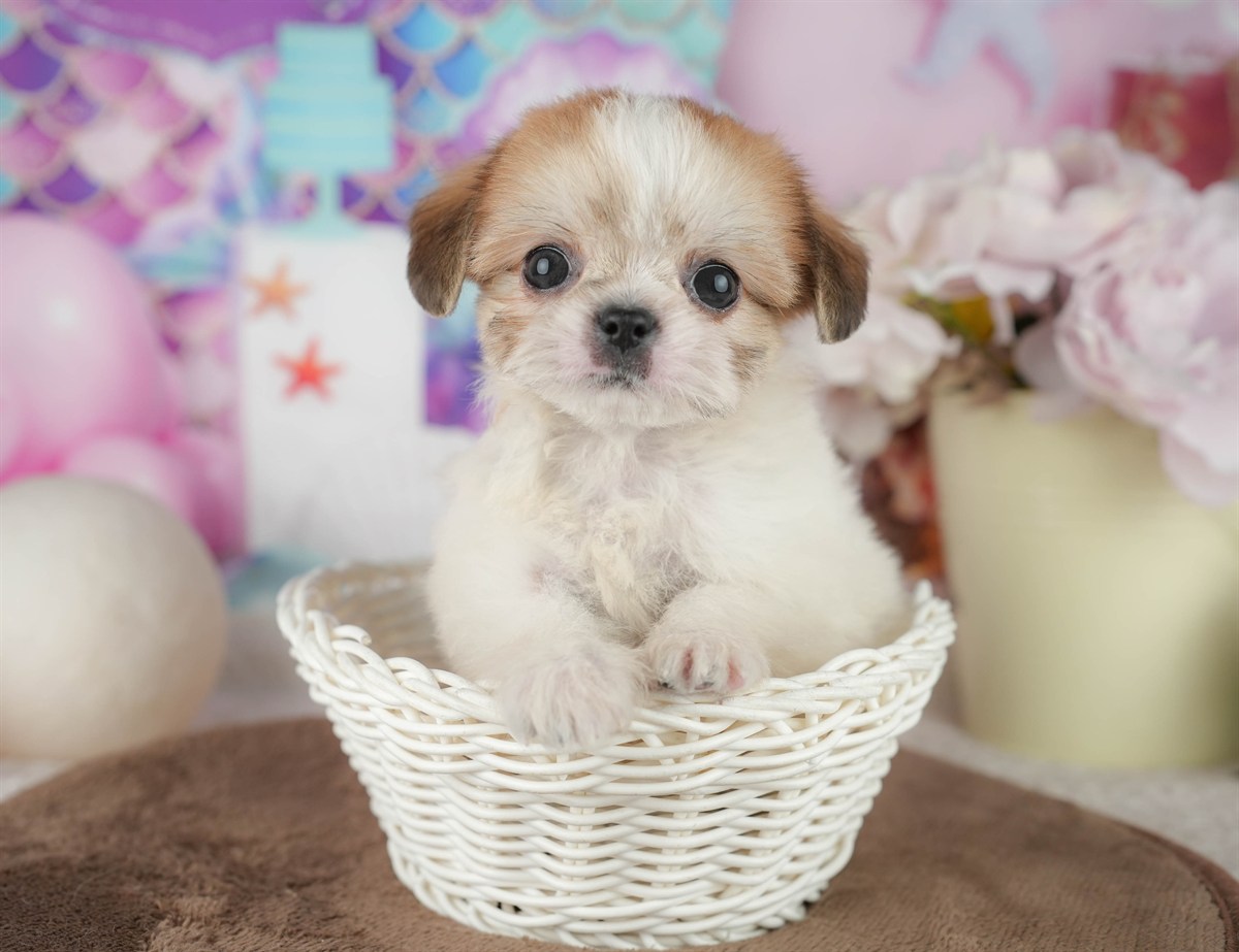 チーズー | 男の子 | ホワイト&ゴールド | 2026年1月30日