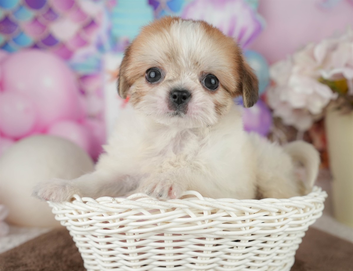 チーズー | 男の子 | ホワイト&ゴールド | 2026年1月30日