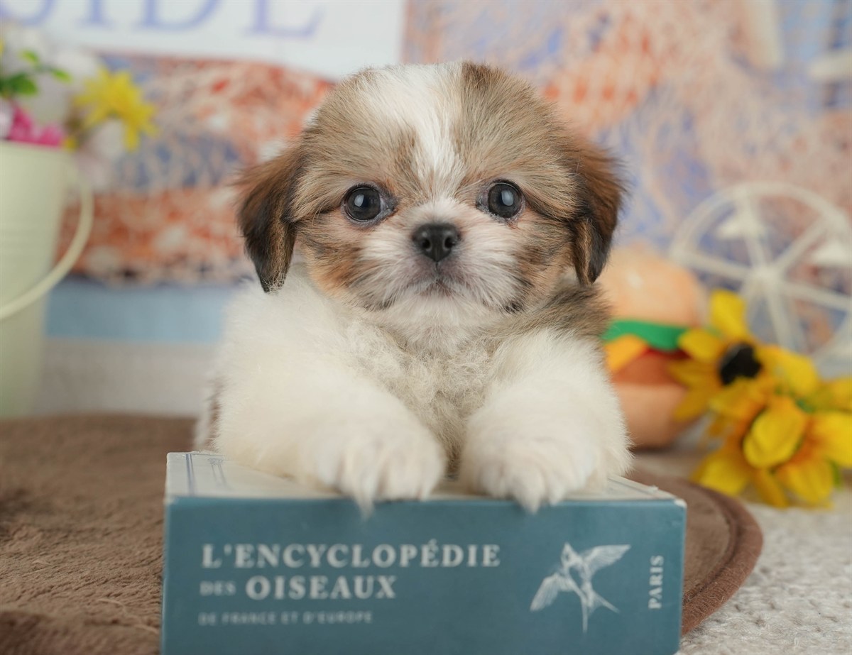 チーズー | 男の子 | ホワイト＆ゴールド | 2026年1月30日