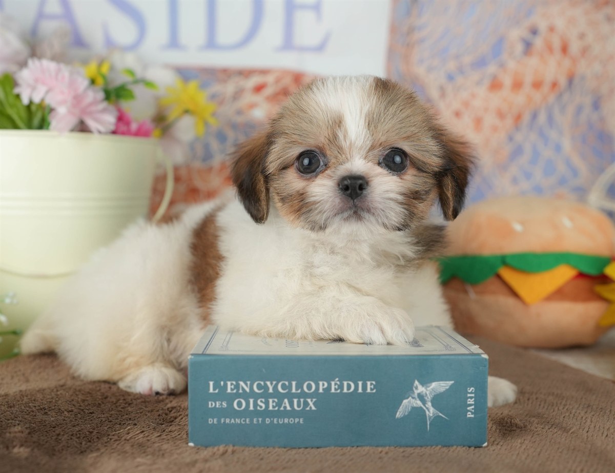 チーズー | 男の子 | ホワイト＆ゴールド | 2026年1月30日