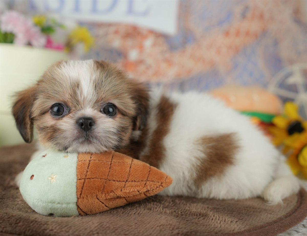 チーズー | 男の子 | ホワイト＆ゴールド | 2026年1月30日