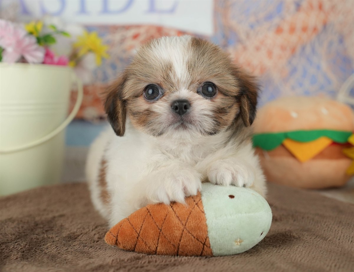 チーズー | 男の子 | ホワイト＆ゴールド | 2026年1月30日