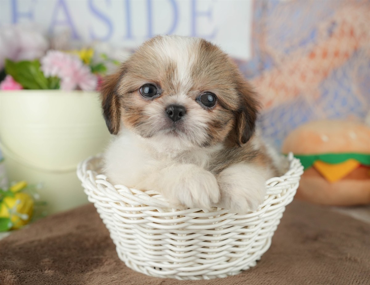 チーズー | 男の子 | ホワイト＆ゴールド | 2026年1月30日