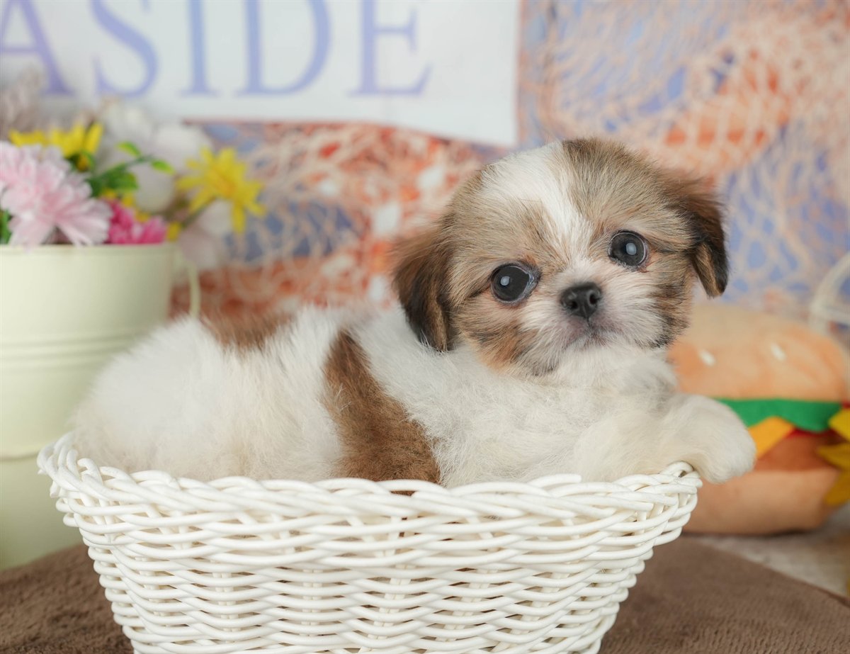 チーズー | 男の子 | ホワイト＆ゴールド | 2026年1月30日