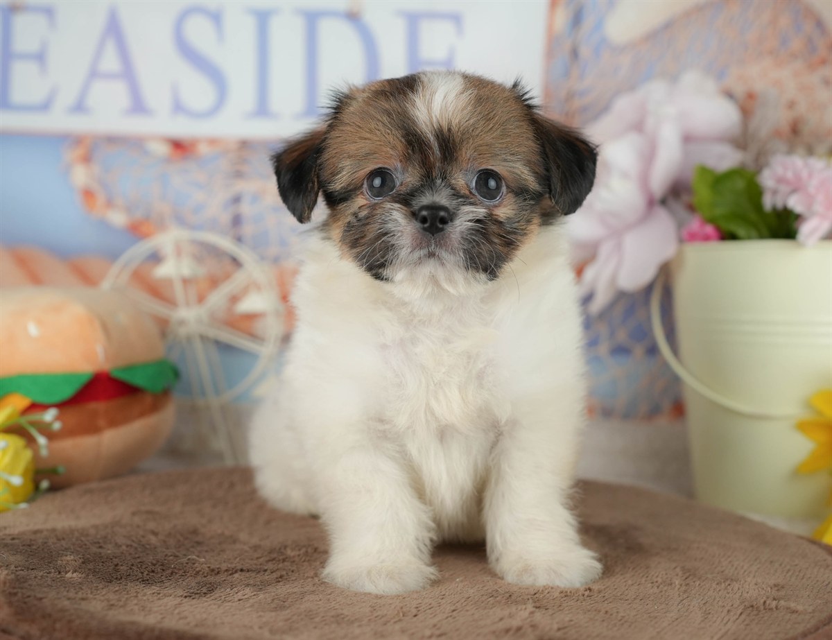 チーズー | 男の子 | ゴールド＆ホワイト | 2026年1月30日（ID:dog-200015384）