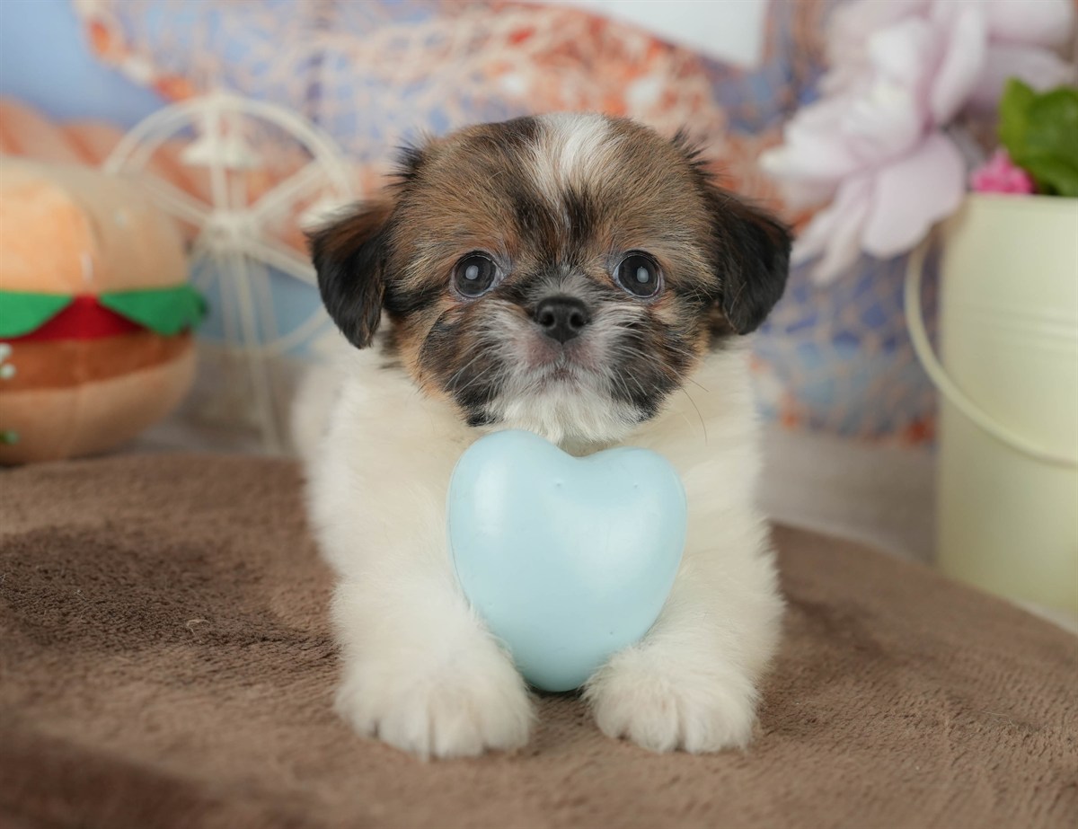 チーズー | 男の子 | ゴールド＆ホワイト | 2026年1月30日