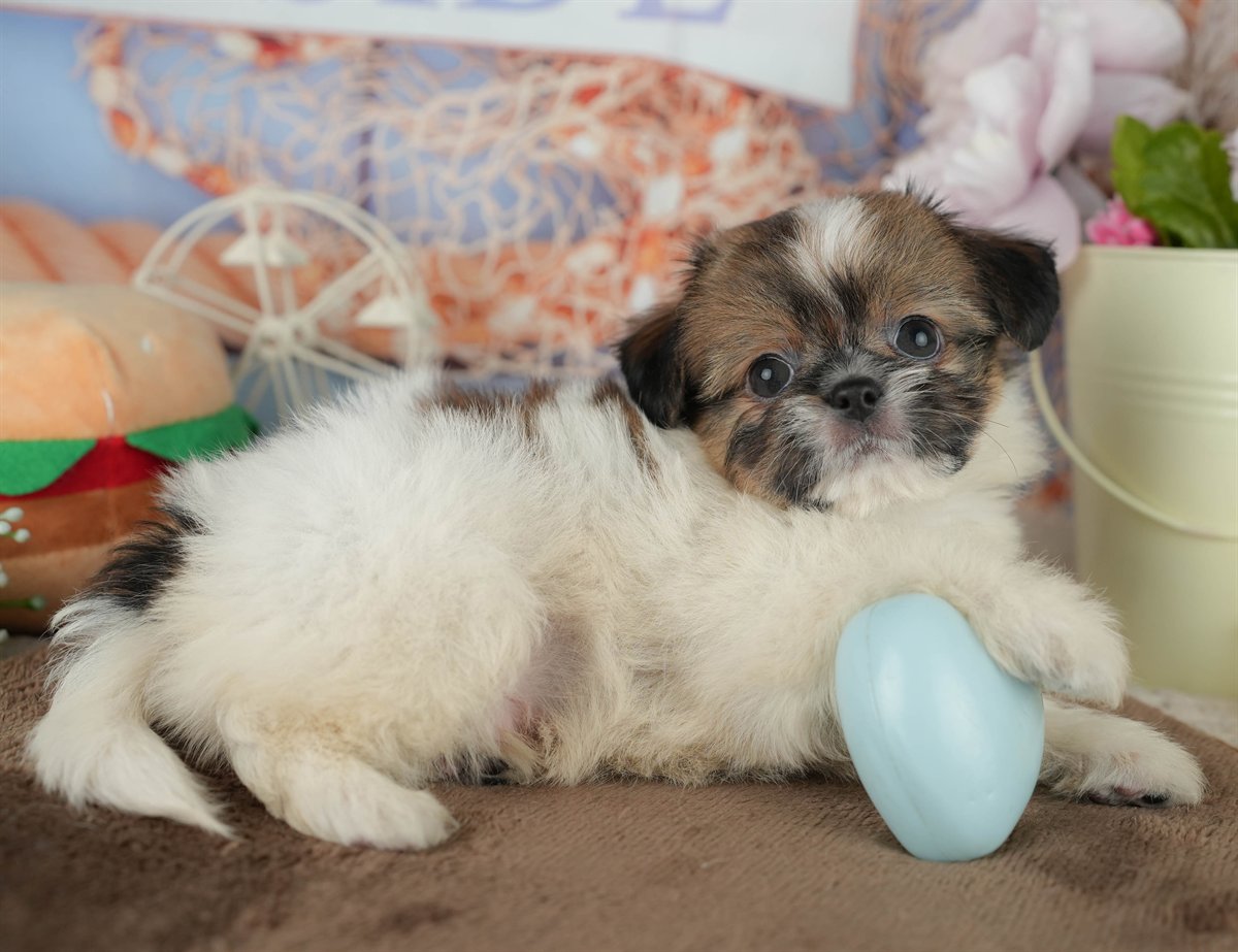 チーズー | 男の子 | ゴールド＆ホワイト | 2026年1月30日