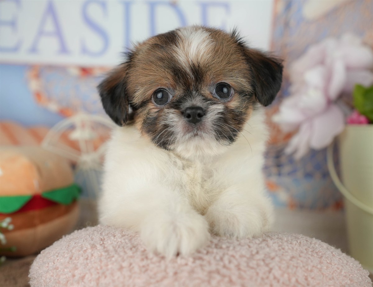 チーズー | 男の子 | ゴールド＆ホワイト | 2026年1月30日