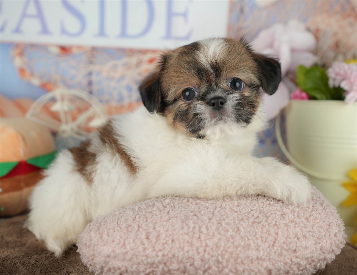 チーズー | 男の子 | ゴールド＆ホワイト | 2026年1月30日