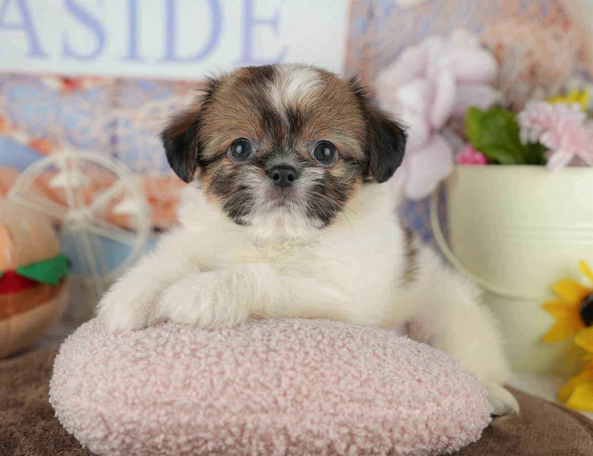 チーズー | 男の子 | ゴールド＆ホワイト | 2026年1月30日