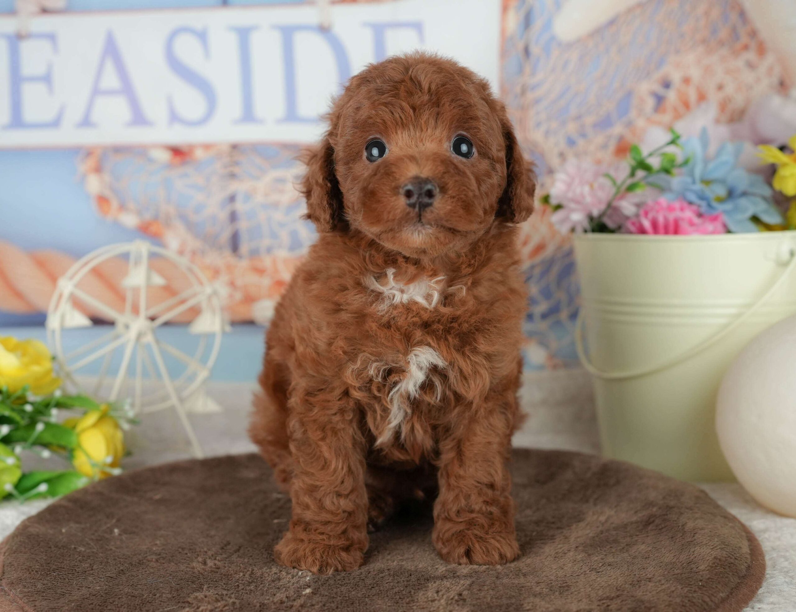 トイ・プードル | 男の子 | レッド | 2026年1月30日