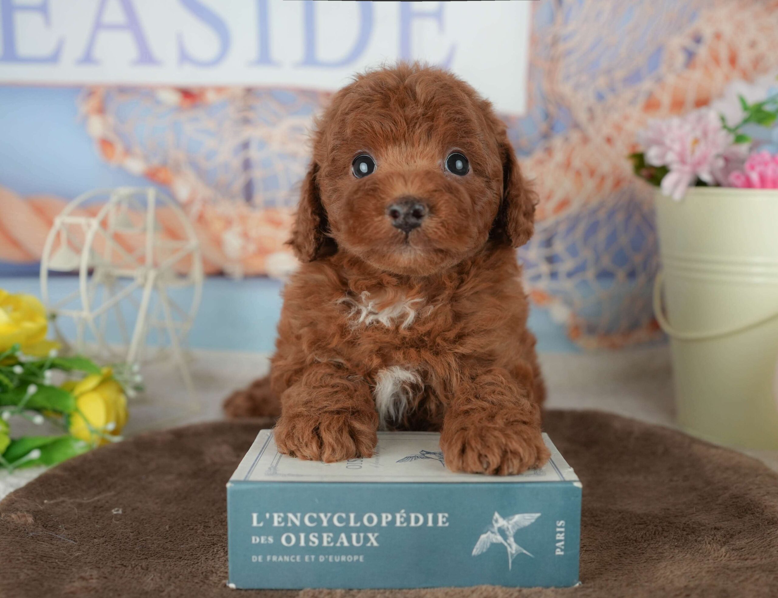 トイ・プードル | 男の子 | レッド | 2026年1月30日