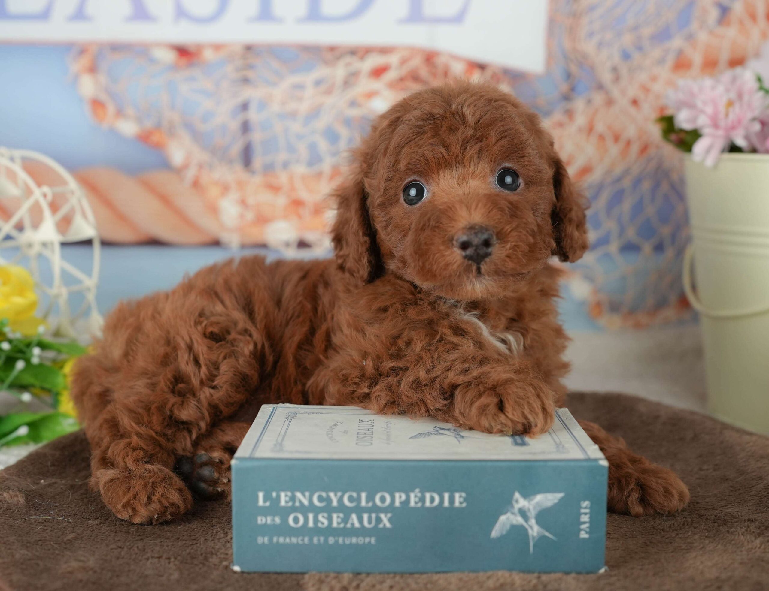 トイ・プードル | 男の子 | レッド | 2026年1月30日