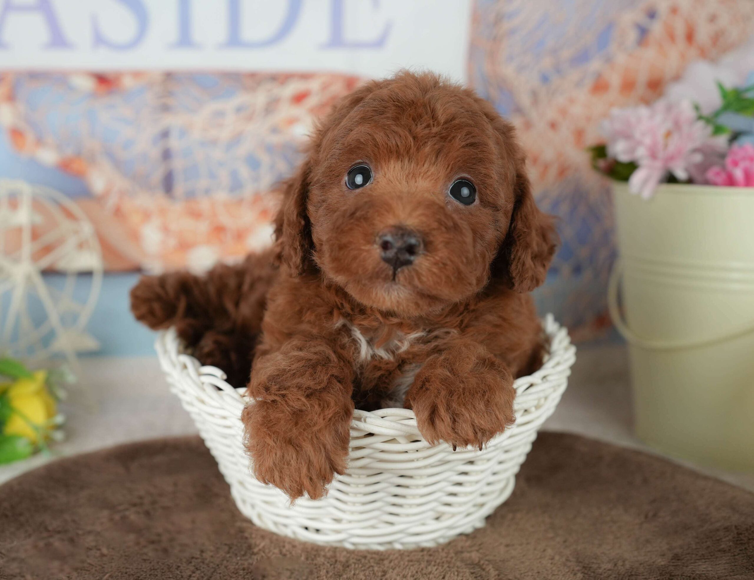 トイ・プードル | 男の子 | レッド | 2026年1月30日