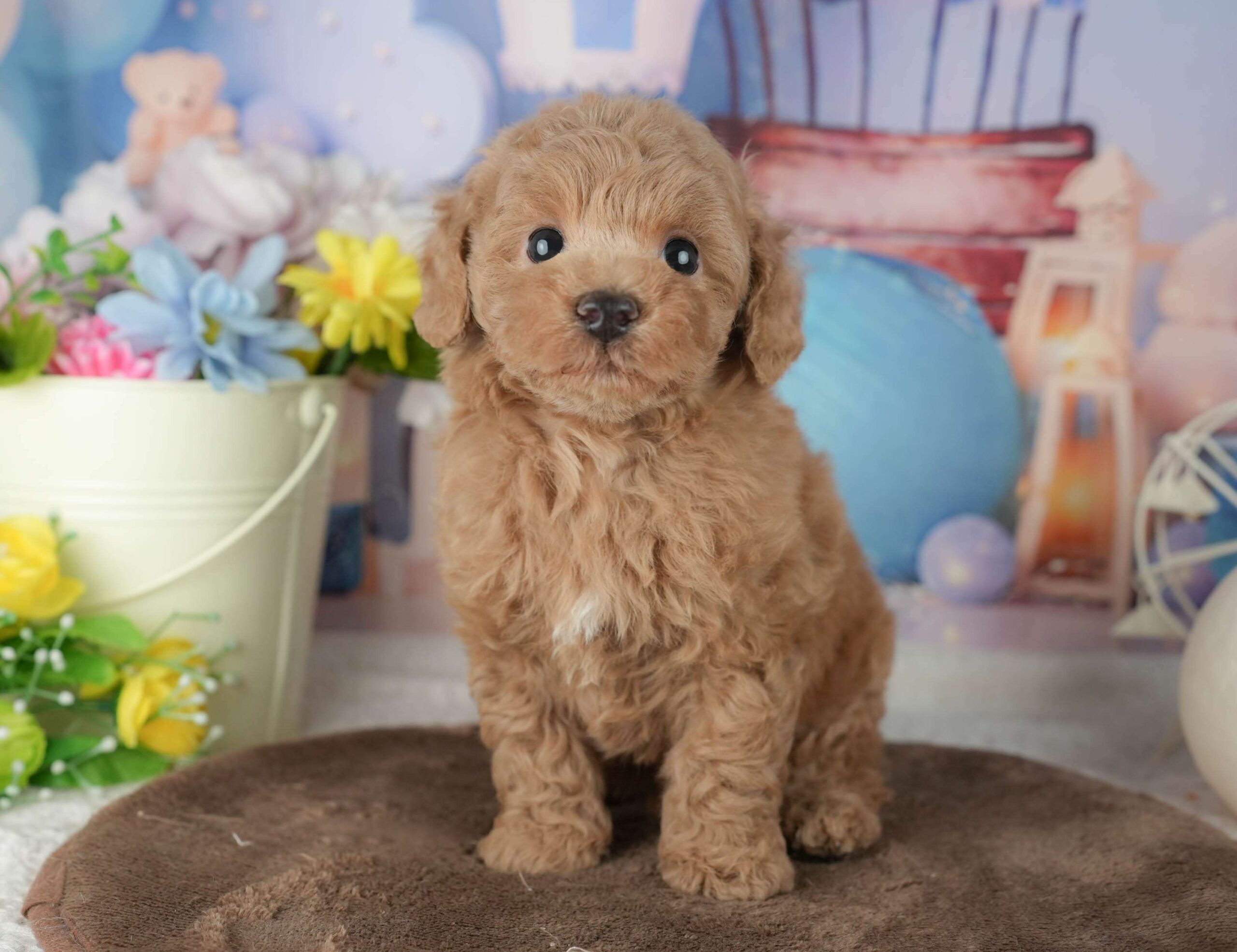 トイ・プードル | 男の子 | アプリコット | 2026年1月30日