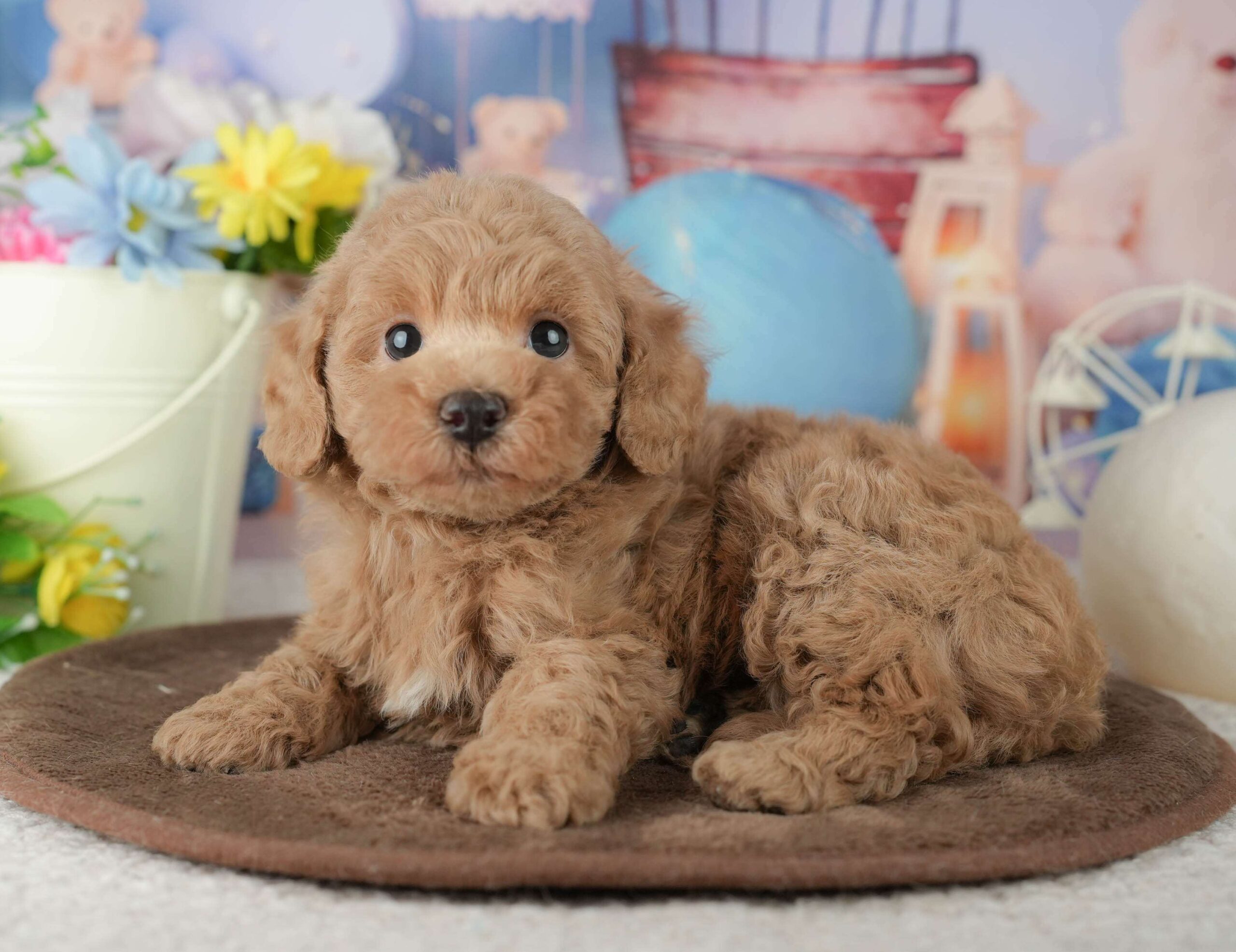 トイ・プードル | 男の子 | アプリコット | 2026年1月30日