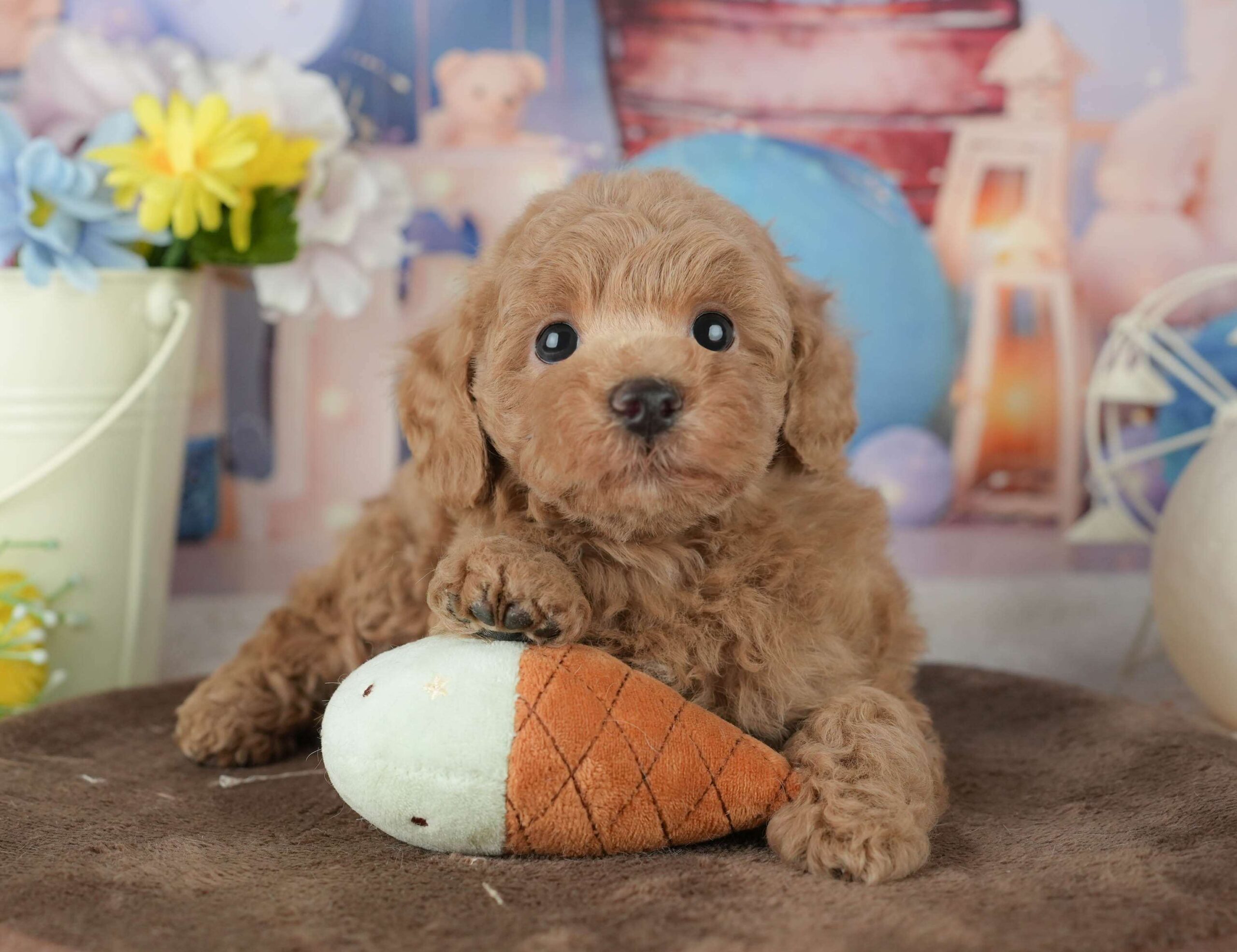 トイ・プードル | 男の子 | アプリコット | 2026年1月30日