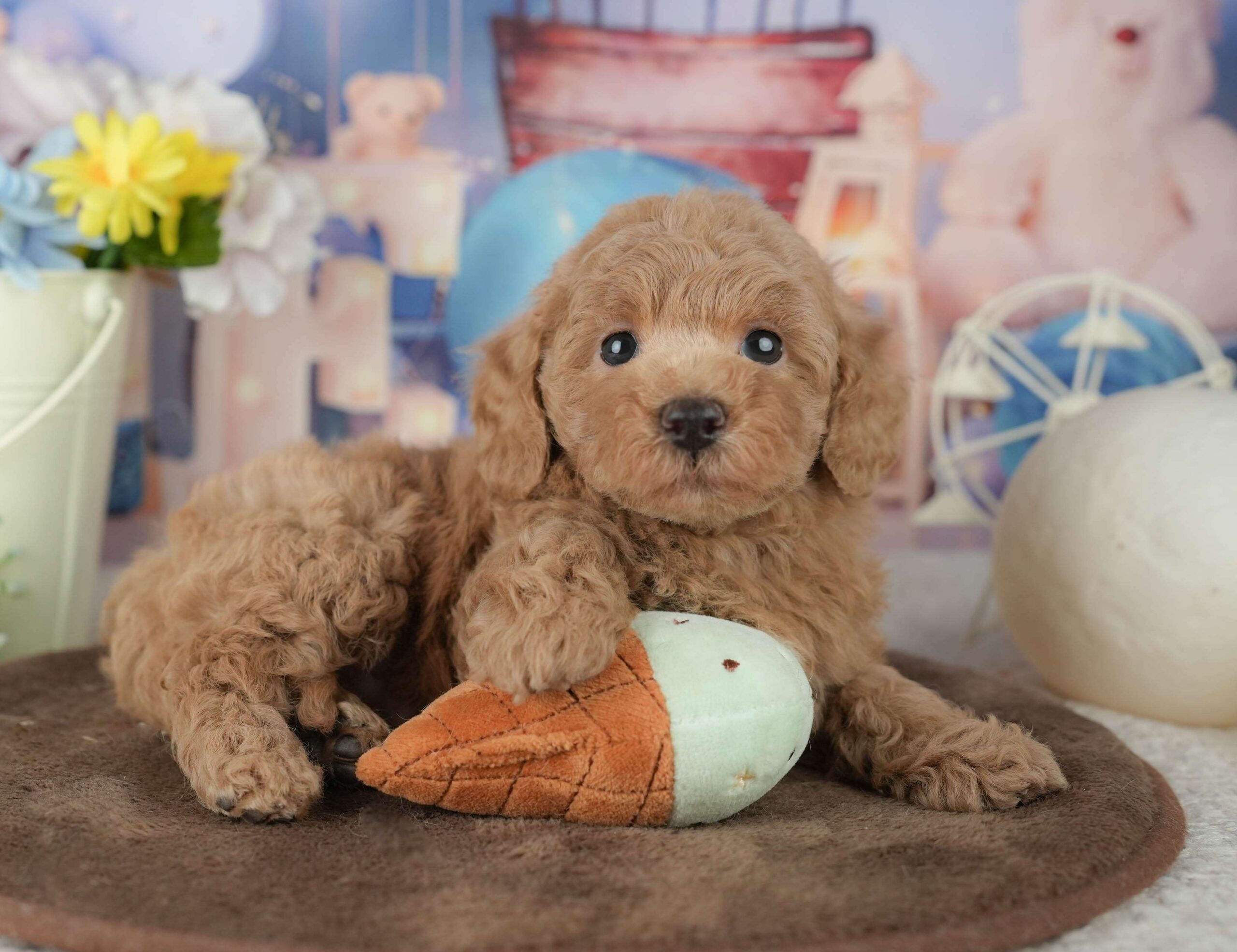 トイ・プードル | 男の子 | アプリコット | 2026年1月30日