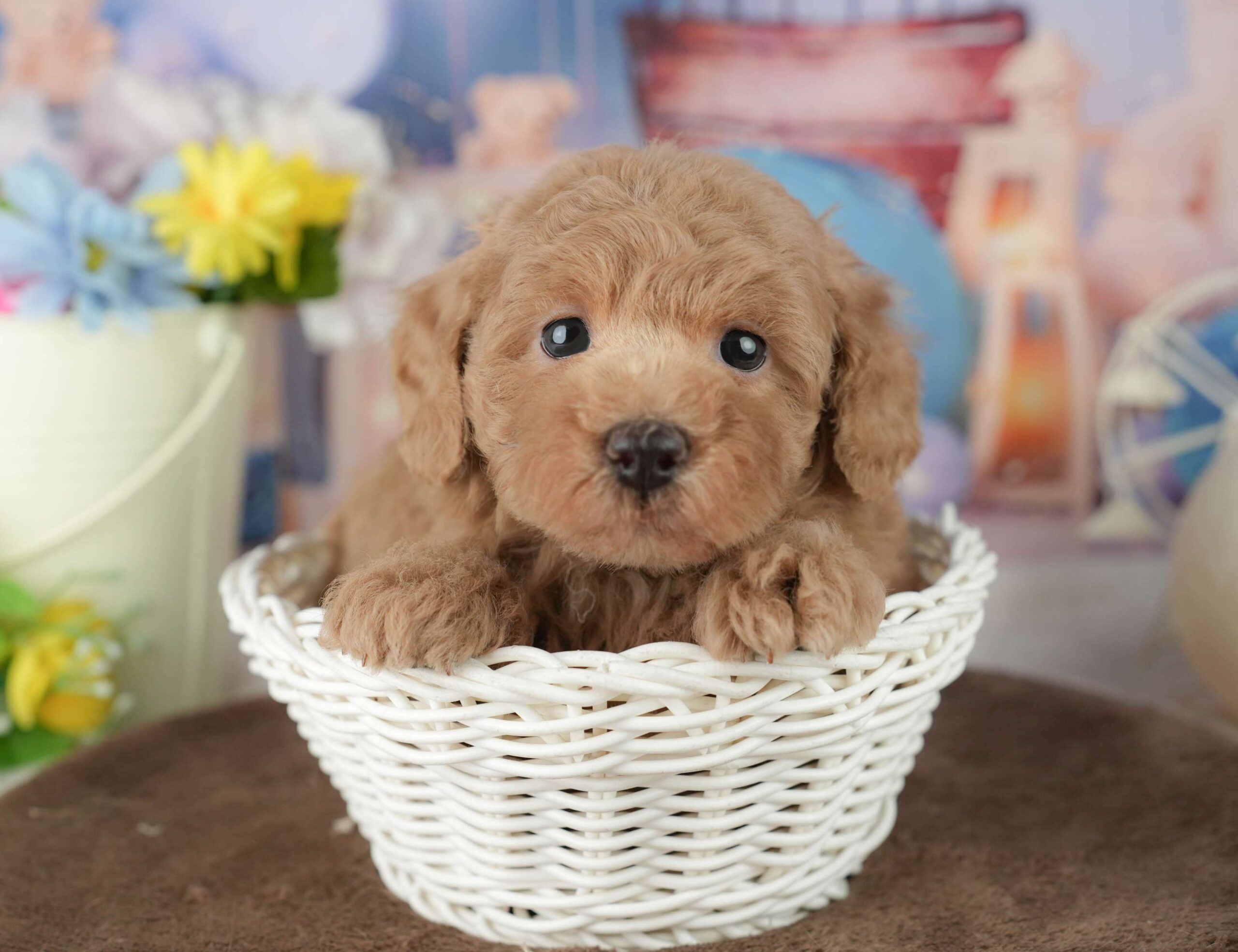 トイ・プードル | 男の子 | アプリコット | 2026年1月30日