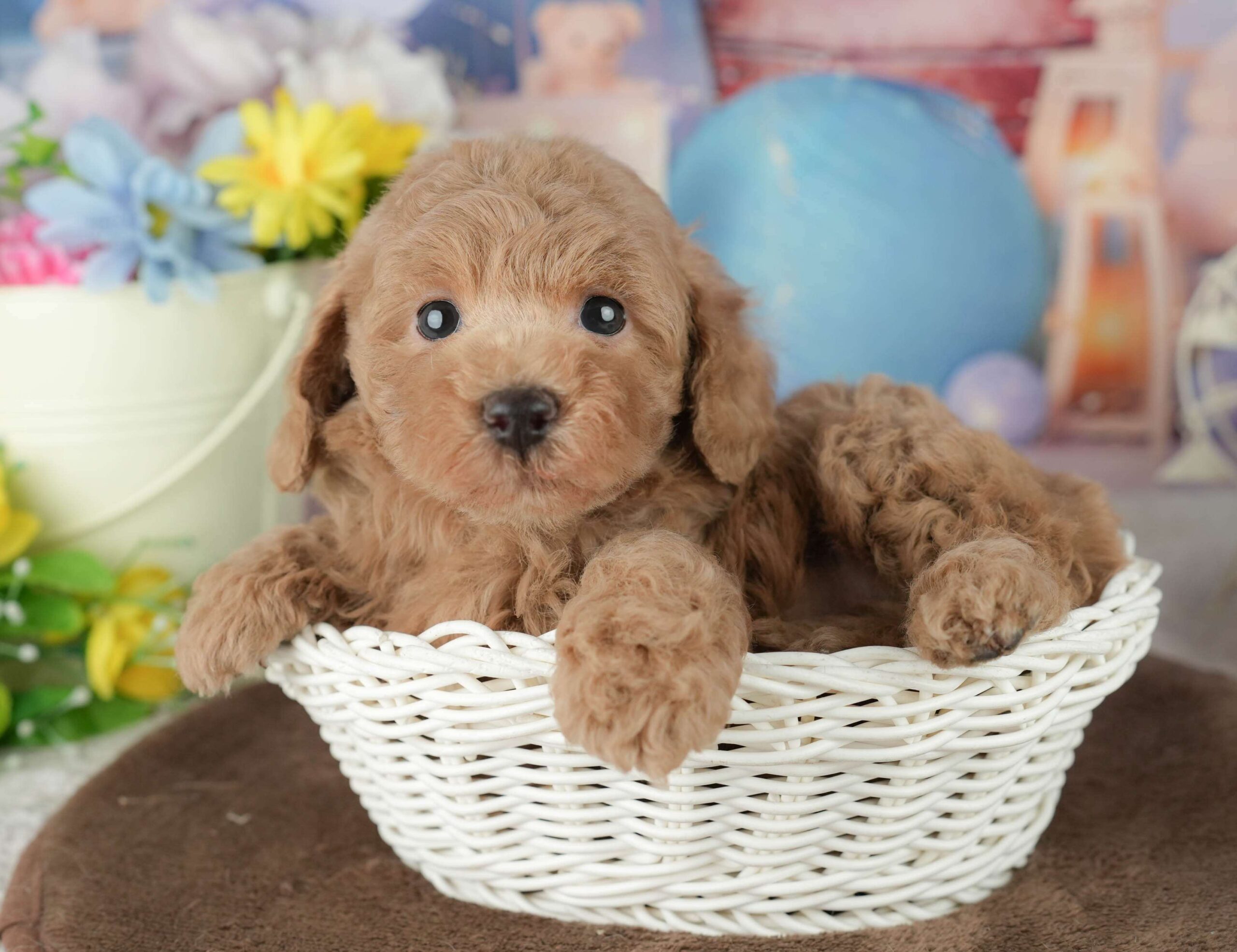 トイ・プードル | 男の子 | アプリコット | 2026年1月30日