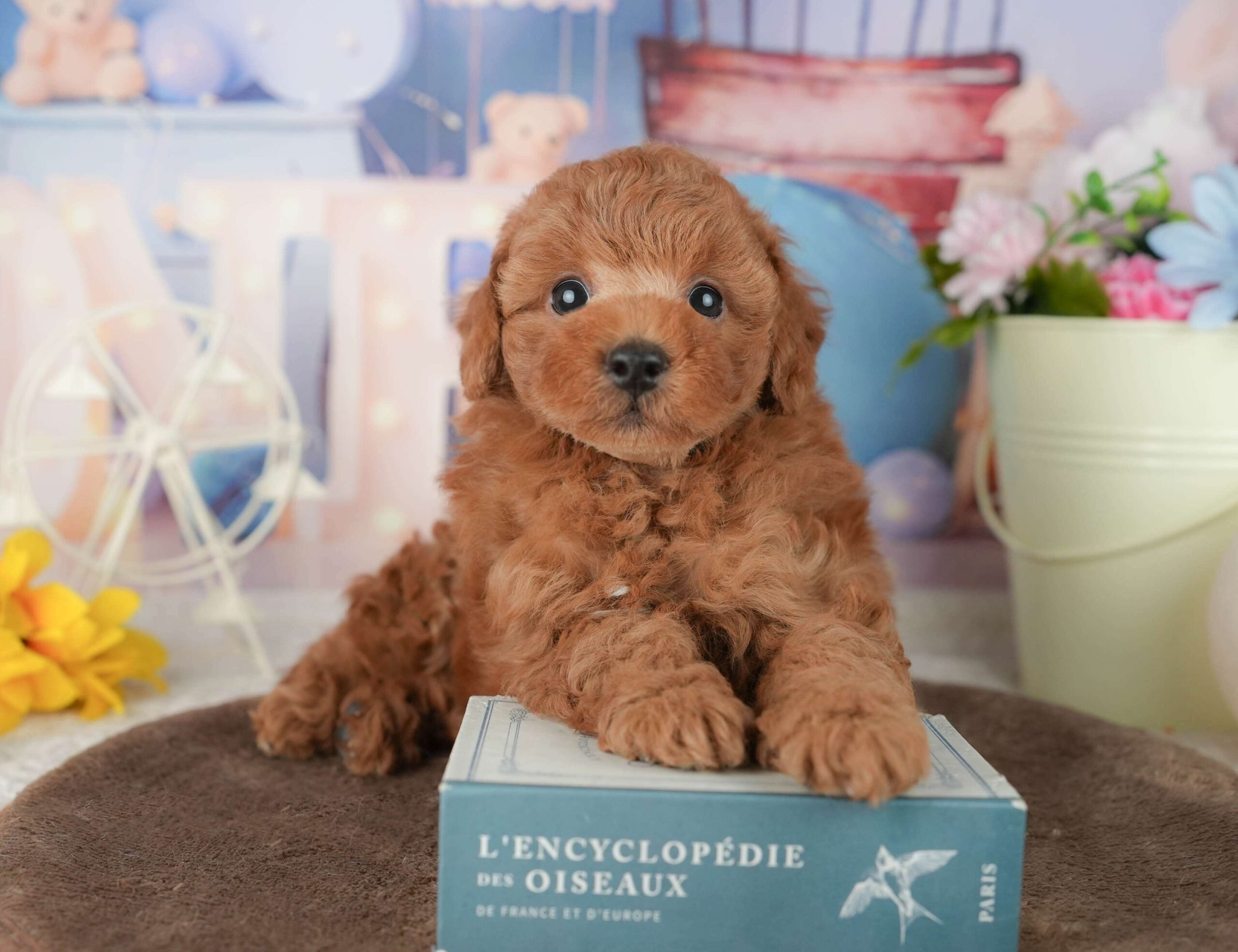 トイ・プードル | 男の子 | レッド | 2026年1月30日