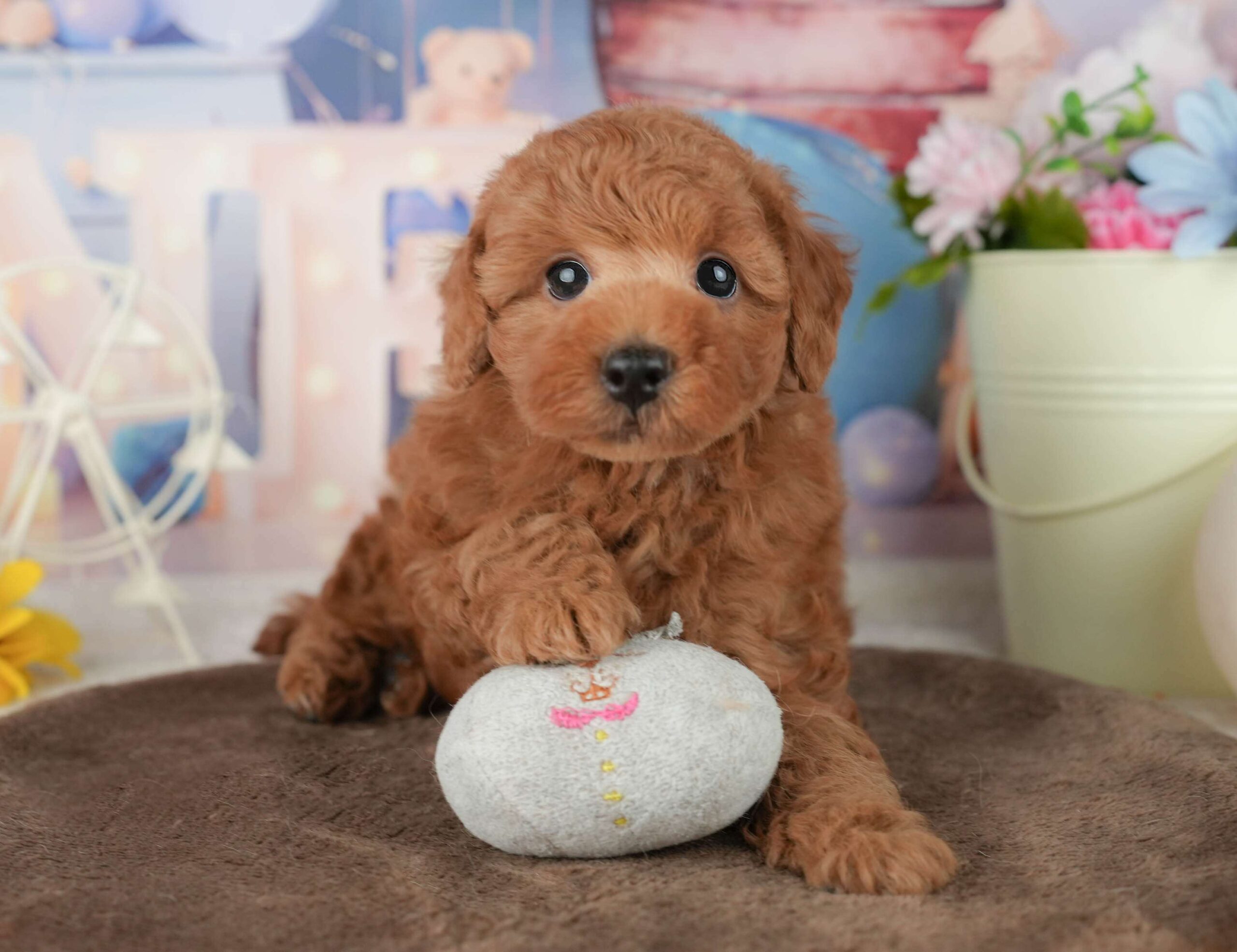 トイ・プードル | 男の子 | レッド | 2026年1月30日