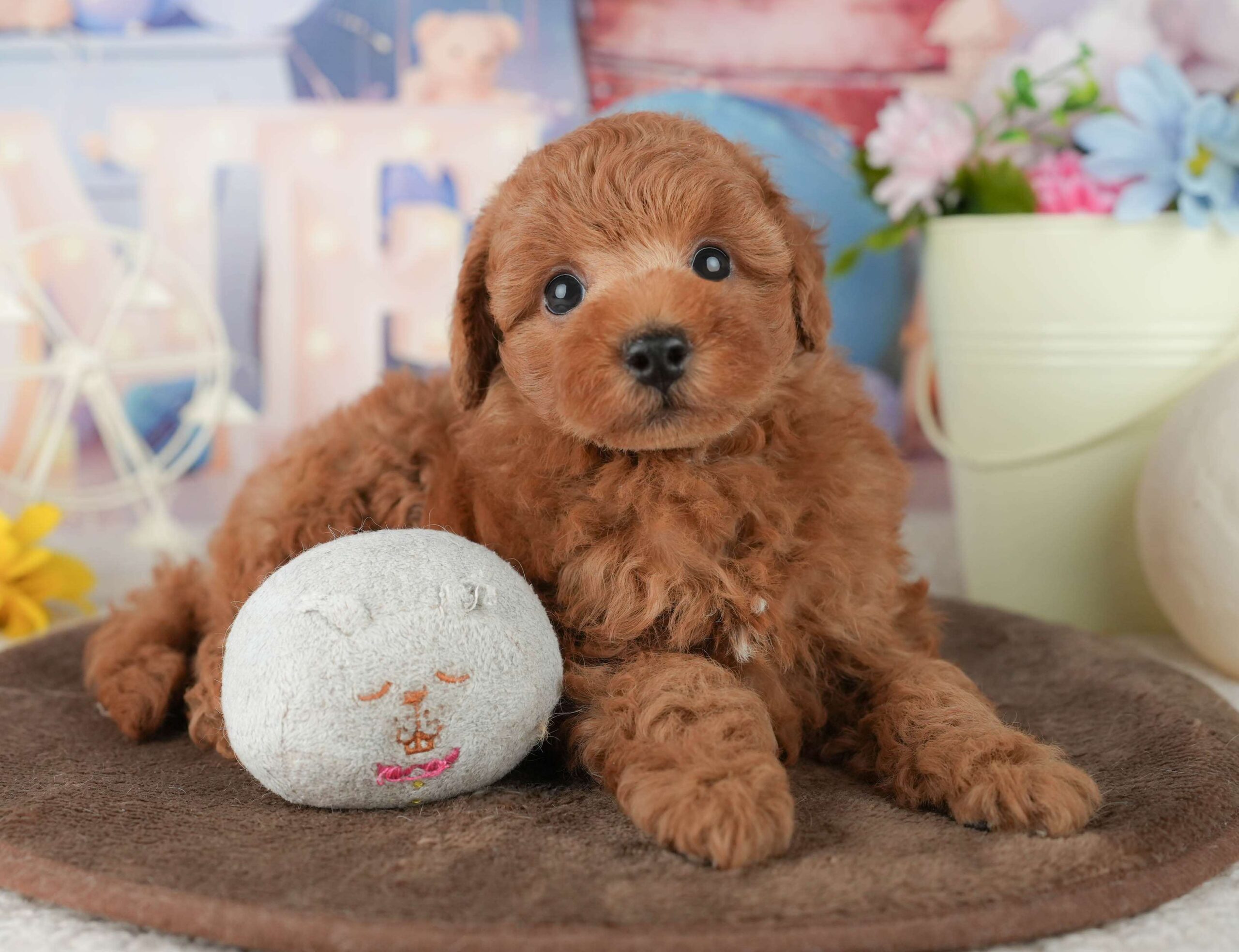 トイ・プードル | 男の子 | レッド | 2026年1月30日