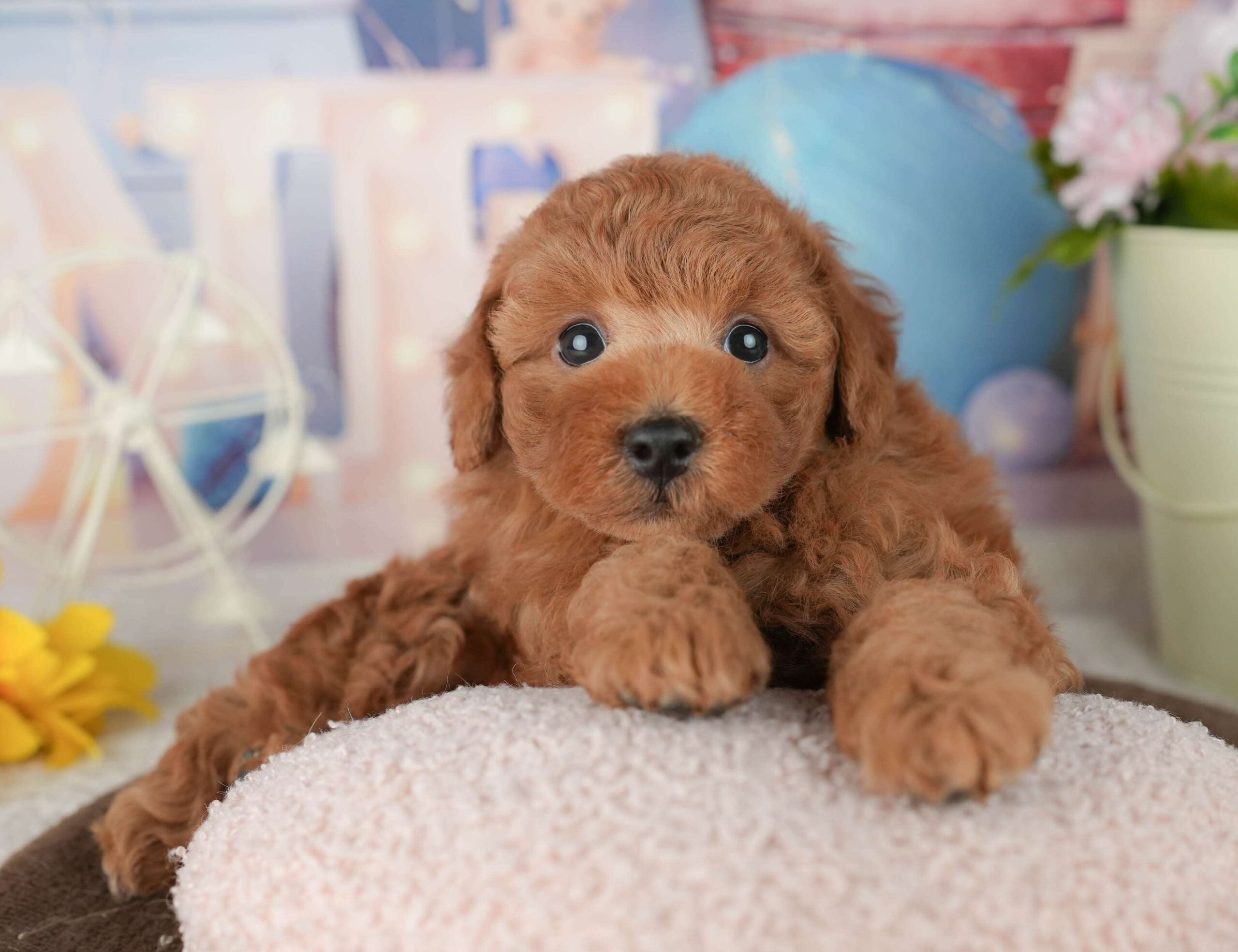 トイ・プードル | 男の子 | レッド | 2026年1月30日