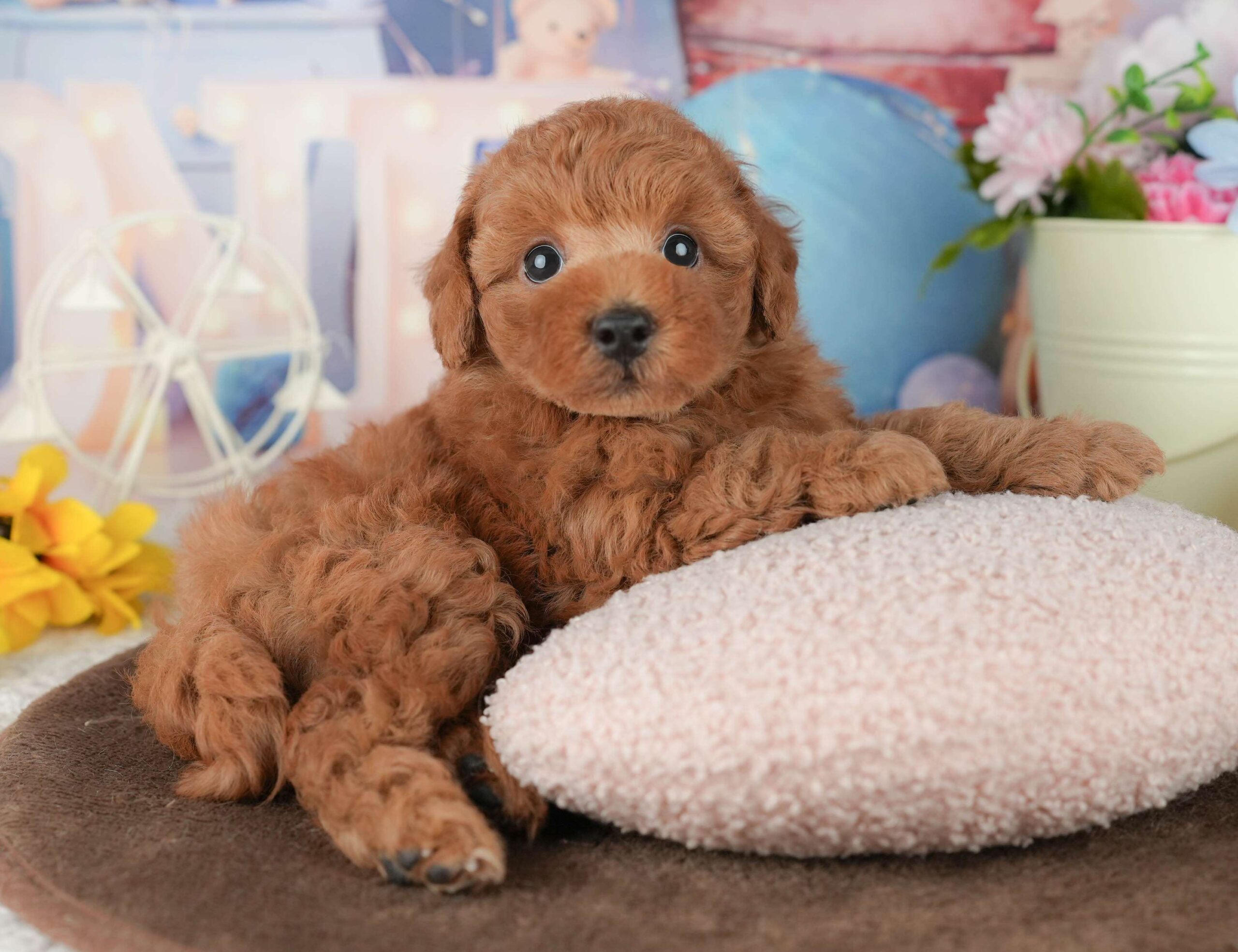 トイ・プードル | 男の子 | レッド | 2026年1月30日