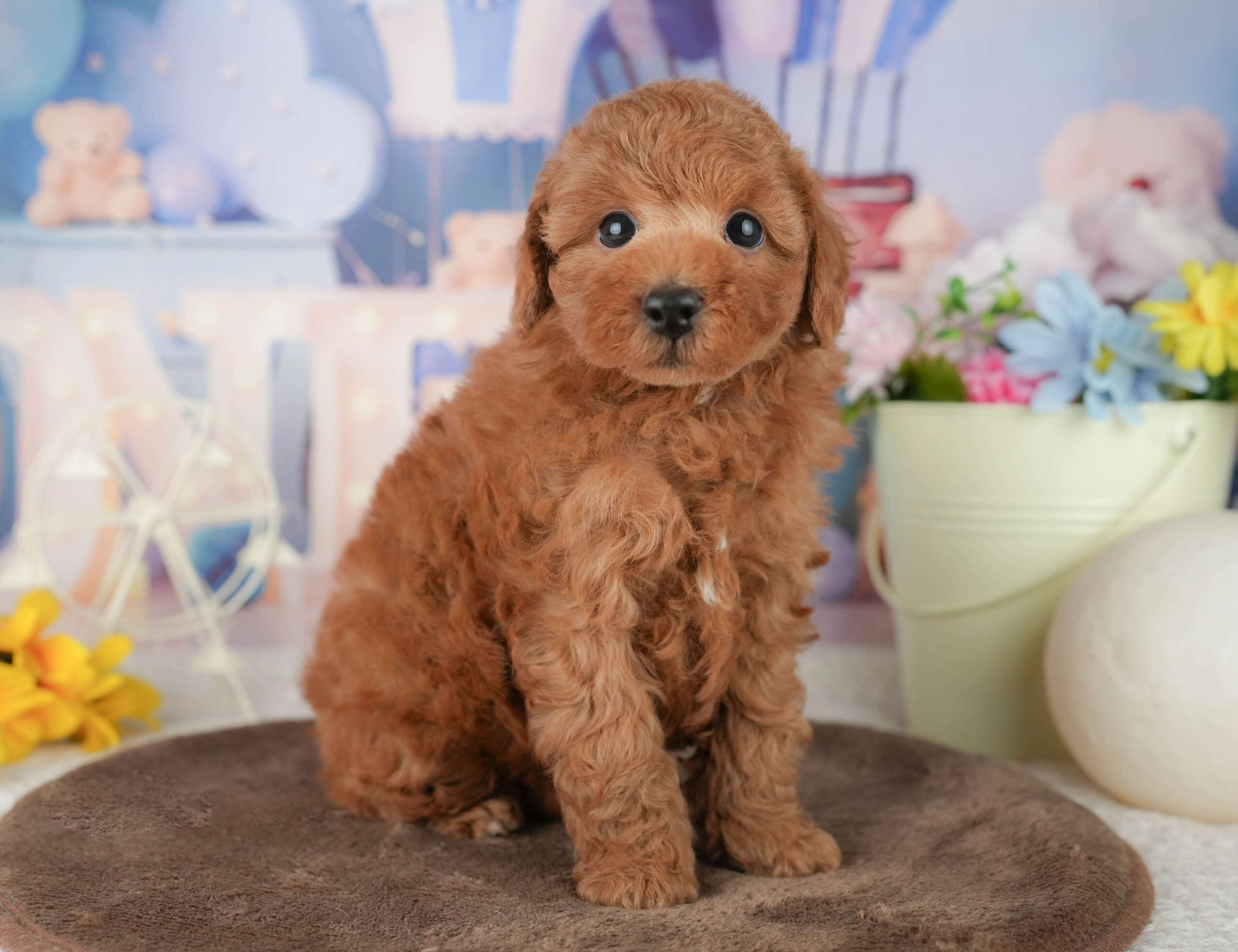 トイ・プードル | 男の子 | レッド | 2026年1月30日