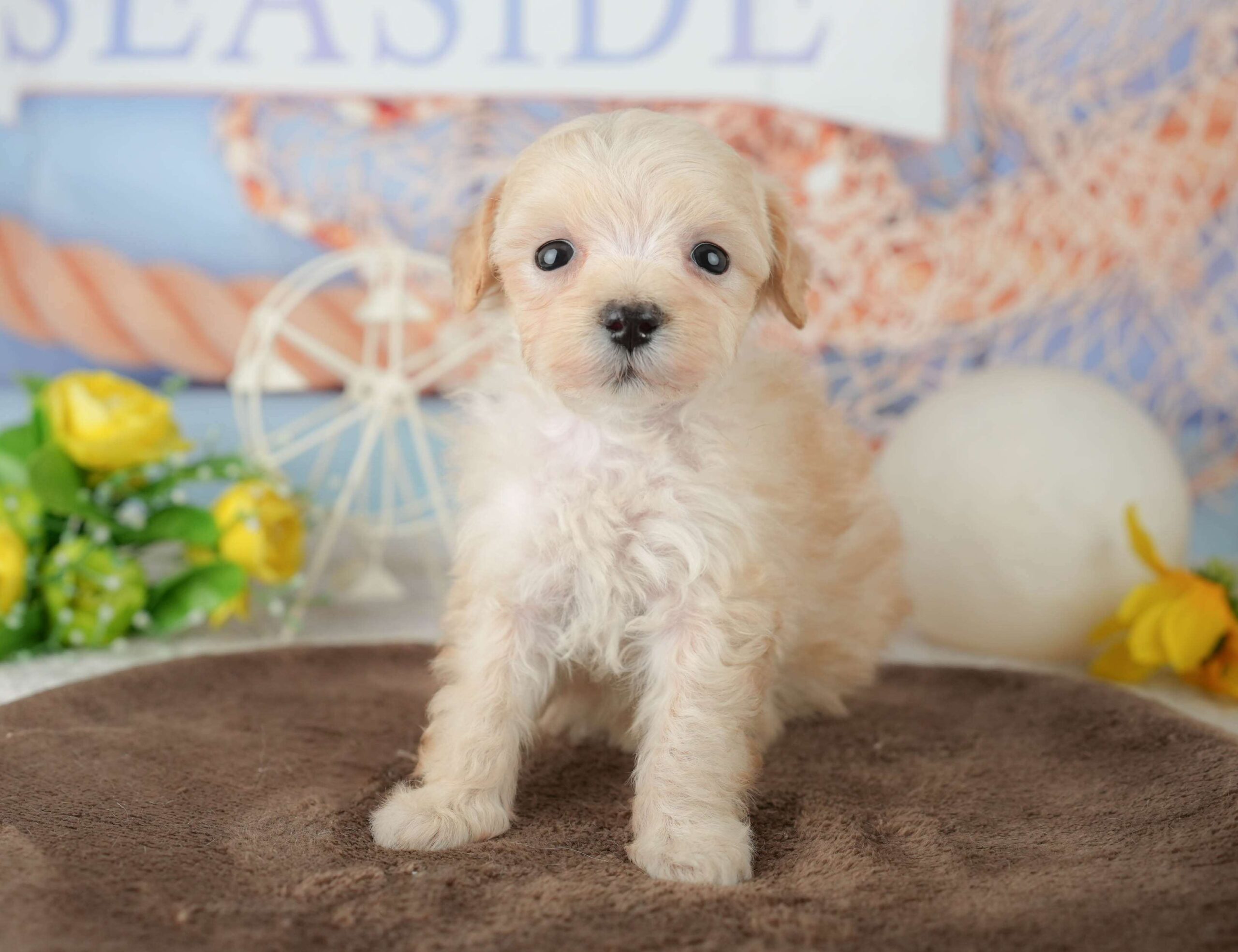 マルプー | 女の子 | アプリコット | 2026年1月31日