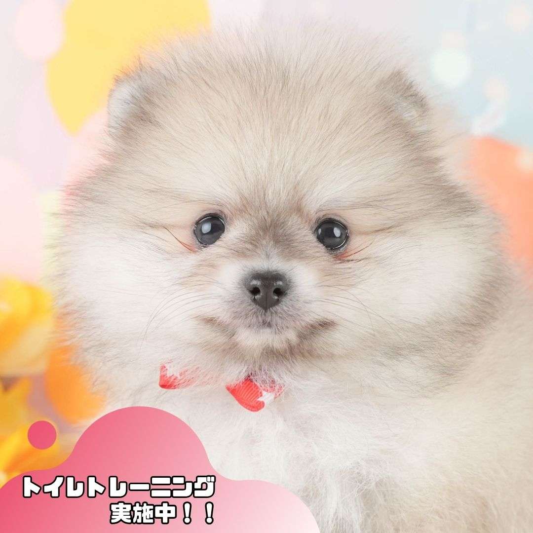 ポメラニアン | 女の子 | クリーム | 2026年2月1日