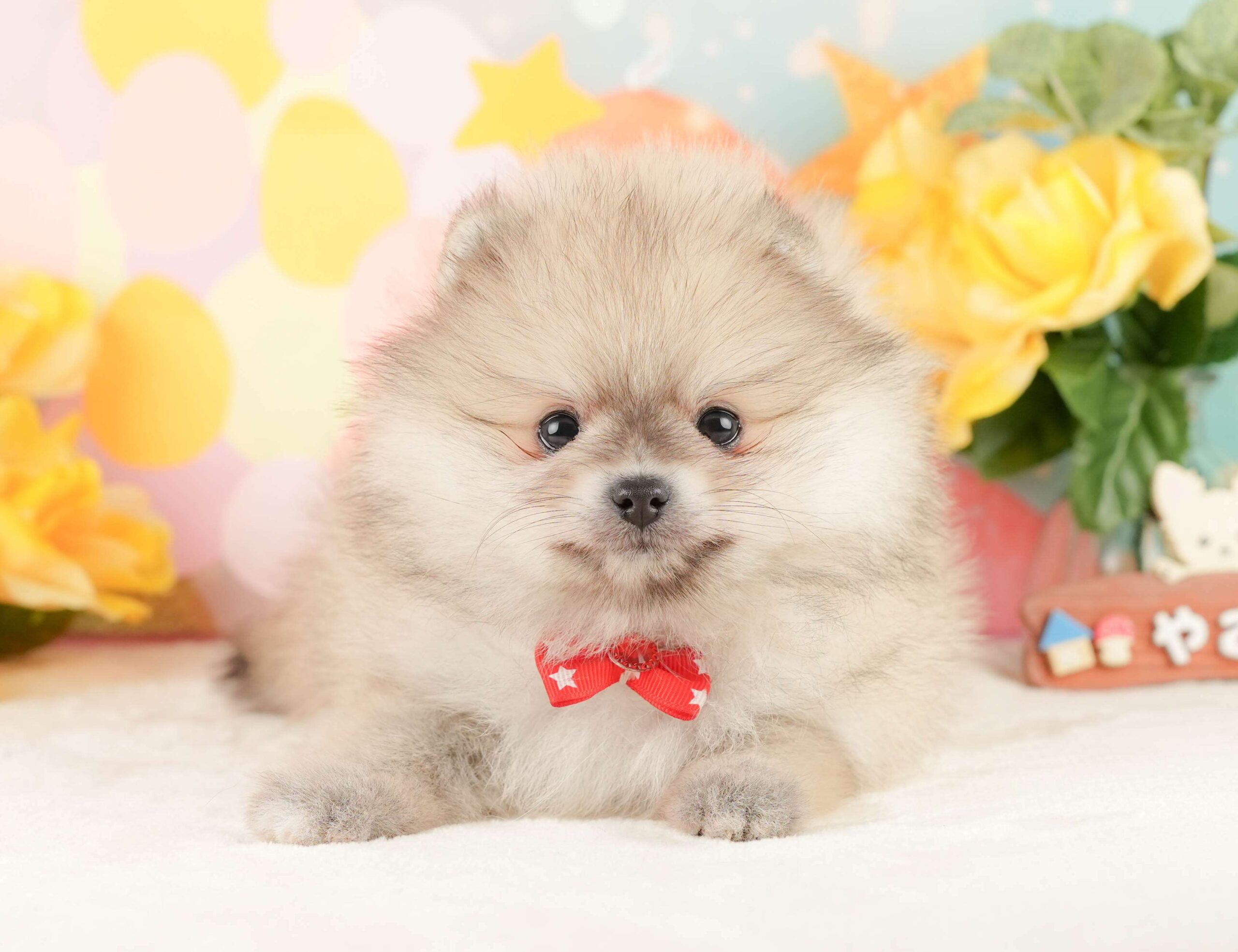 ポメラニアン | 女の子 | クリーム | 2026年2月1日