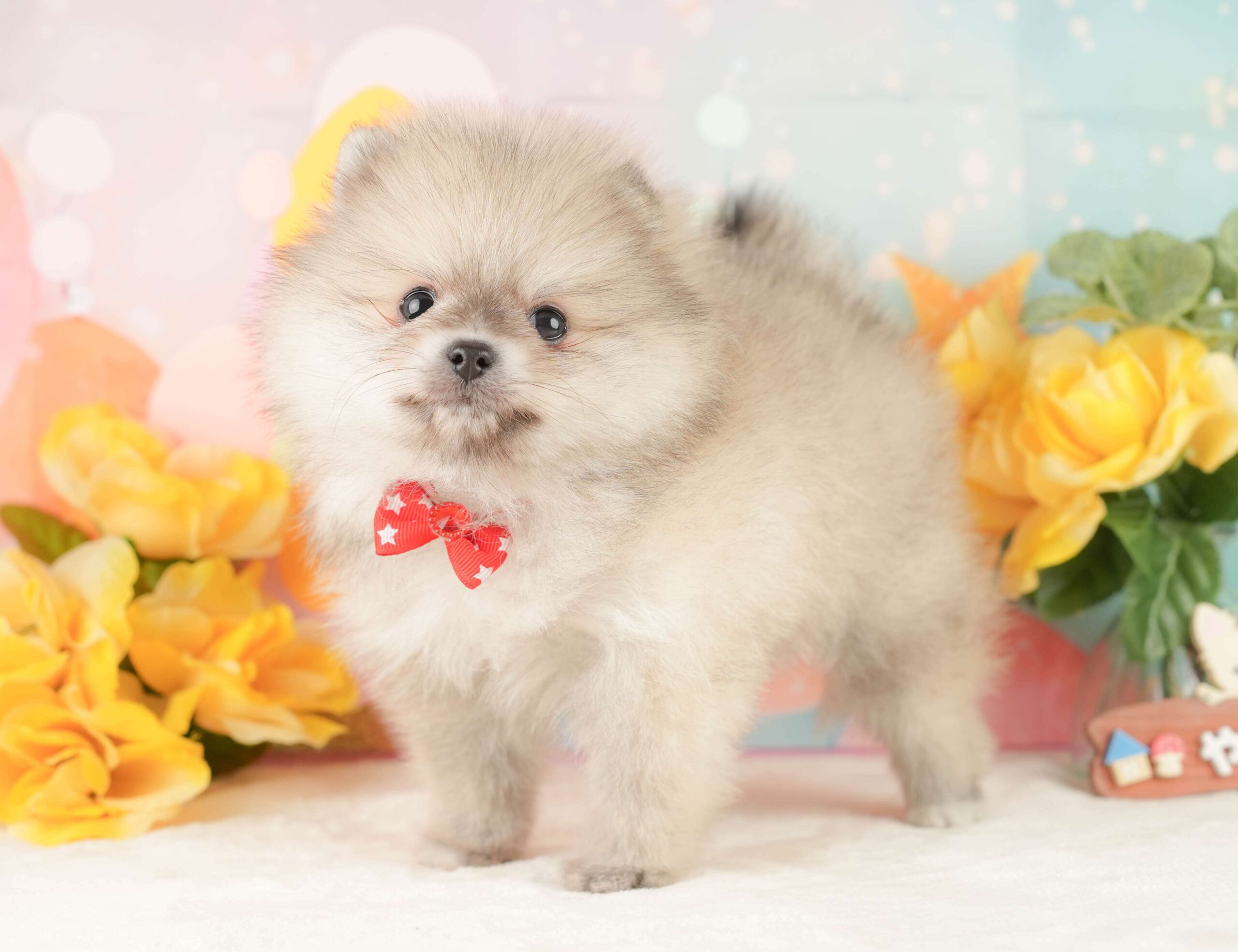 ポメラニアン | 女の子 | クリーム | 2026年2月1日